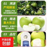 京喜 安徽砀山酥梨   净重9斤带箱10斤-(单果200g+)