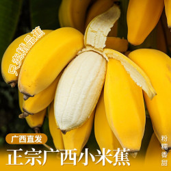 无品牌 广西小米蕉 1斤-9斤