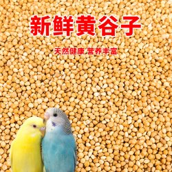 深深宠 鹦鹉饲料鸟粮新黄谷子带壳小米虎皮鹦鹉饲料玄凤牡丹专用鸟食粮食