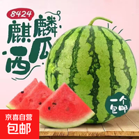 夏日必备水果 8424麒麟西瓜  红沙瓤 嘎嘎甜 麒麟西瓜6斤-8斤