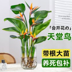 苏沥 水培天堂鸟30-40厘米 3颗（送营养液）不含盆