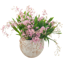 海蒂的花园 文心兰盆栽 奶油色 含盆高20cm+ 带红陶盆