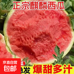 正宗美都麒麟西瓜新鲜现摘 带箱5-6斤