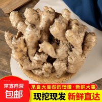 京喜 山东大姜带泥大黄姜无硫熏大肉姜安丘大姜块新鲜生姜老姜月子姜 带泥生姜1斤装