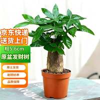双盟 小发财树桌面绿植小盆栽办公室内招财好养花卉粗5cm1盆装源头直发