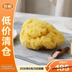 施丹兰 天然海绵