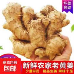 京喜 山东窖藏大黄姜新鲜老姜生姜嫩姜月子姜 带泥现挖无硫熏 产地直发 带箱1斤