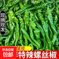 香辣螺丝椒新鲜正宗农家辣椒青椒现摘新鲜 新鲜螺丝椒5斤整箱净重4.7斤