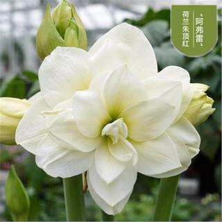 种花迷 阿弗雷朱顶红种球 周长11-12cm 3颗装