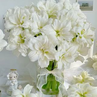 种花迷 阿弗雷朱顶红种球 周长11-12cm 3颗装