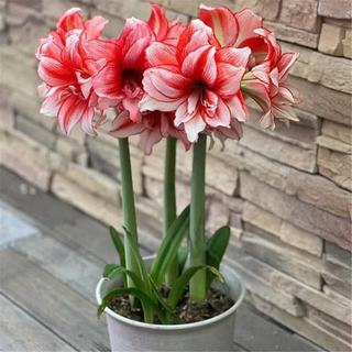 种花迷 阿弗雷朱顶红种球 周长11-12cm 3颗装