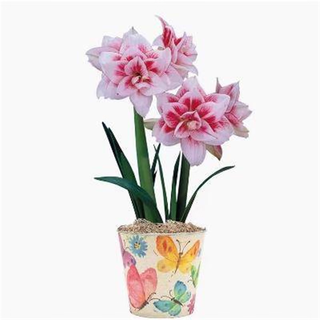 种花迷 阿弗雷朱顶红种球 周长11-12cm 3颗装