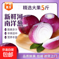 河南新鲜紫皮洋葱圆葱红洋葱大个头农家蔬菜生鲜 河南紫皮洋葱带箱5斤装净重4.8斤