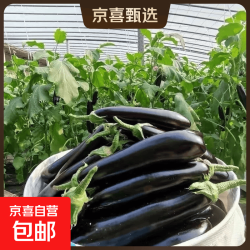 现摘现发新鲜绿把黑茄新鲜蔬菜生鲜 山东绿把茄子带箱5斤 4.9斤 净重