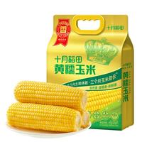 十月稻田 黄糯玉米1.6kg8根真空包装东北甜粘玉米棒低脂早餐