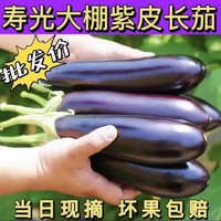 山东紫皮长茄现摘现发买菜新鲜蔬菜生鲜 山东紫皮长茄 2斤