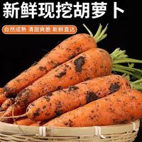 新鲜胡萝卜现挖胡萝卜饭店餐饮直供农家自种蔬菜凉拌沙拉炒菜 2斤