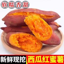 现挖沙地蜜薯红薯新鲜农家糖心番薯烤地瓜软糯批发黄心包邮 西瓜红红心蜜薯2斤中小果