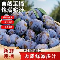 集南鲜 应季头茬蓝蜜西梅法兰西 含箱5斤 单果20g起 净重4.5斤