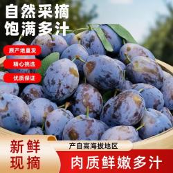 集南鲜 应季头茬蓝蜜西梅法兰西 含箱5斤 单果20g起 净重4.5斤