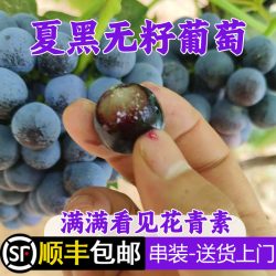 富尚佳 夏黑葡萄 新鲜水果