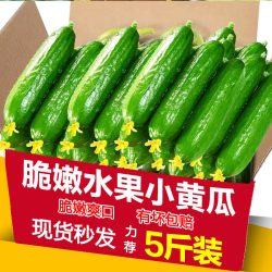 果仁伊 现摘水果小黄瓜新鲜黄瓜甜脆小青瓜荷兰蔬菜农家自种生吃5斤