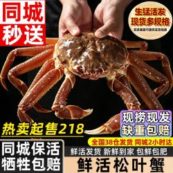 海仙津 鲜活松叶蟹大螃蟹长脚蟹板蟹鲜似雪蟹板蟹帝王蟹礼盒 保活板蟹1.5-1.7斤