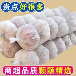 大蒜头1.8斤出口品质山东精品网兜装 925g