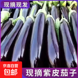京喜 精选辽宁长茄 带箱5斤