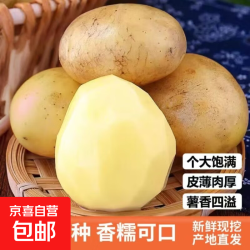 京喜 新鲜现挖黄心小土豆  2斤中大果 含箱