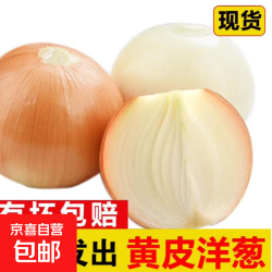 京喜 甘肃黄洋葱 2斤含箱*净重1.5斤