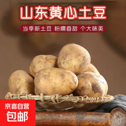 京喜 正宗山东新鲜黄心土豆  2斤中小果（1两-3两）*净重1.9斤