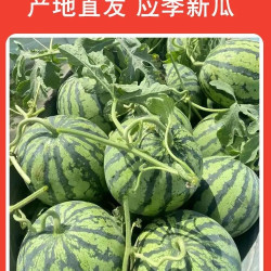 正宗美都西瓜 JD送货上门 安徽源头直发  净果5-7斤