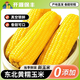 开源保丰 正宗东北新鲜黄糯玉米 铝箔装 250g*8支