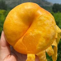 特大果 山东蒙阴 黄毛蟠桃 金蟠桃 2.25斤装 4-7个