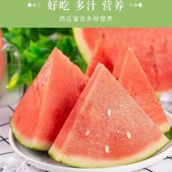正宗美都西瓜 新鲜现摘 6-8斤