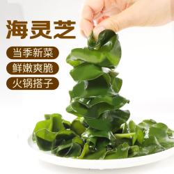 鲜窝窝 海灵芝500g 海木耳新鲜海白菜海藻裙带菜凉拌菜火锅食材麻辣烫