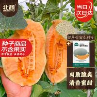 北蔬 哈密瓜种子苗新疆网纹瓜甜瓜香瓜水果种籽 留翠哈密瓜种子100粒