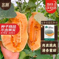 北蔬 哈密瓜种子苗新疆网纹瓜甜瓜香瓜水果种籽 留翠哈密瓜种子100粒