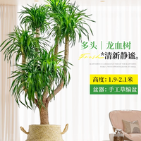 临雅 龙血树 多头龙须树 室内大型绿植盆栽