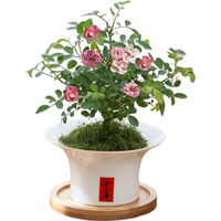 八芽 姬月季 小喜盆丝绒铺面竹底托 高10-20cm 盆栽