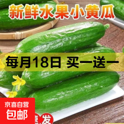 京东 现摘水果小黄瓜5斤新鲜黄瓜甜脆小青瓜荷兰蔬菜农家自生吃包邮 精选水果黄瓜   带箱 2斤