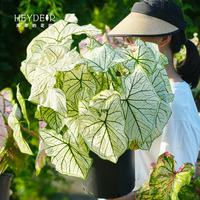 海蒂的花园 彩叶芋白色热植室内绿植盆栽书房桌面阳台客厅好养植物源头直发