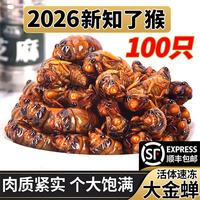 岽鲜 知了猴金蝉生鲜山东大号知了猴金蝉新鲜速冻蝉蛹爬叉唐僧肉金蝉 大号金蝉 100只瓶装