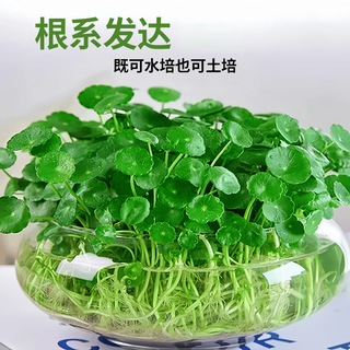 景郁春 铜钱草水培盆栽 带叶 陶瓷纯白盆