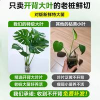 临雅 水培龟背竹 80-100cm 1棵 盆栽