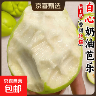 京喜 福建白心芭乐 净重1斤单果130-160g
