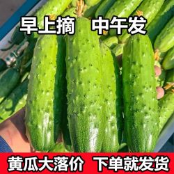 山东果农现摘旱黄瓜带刺青瓜