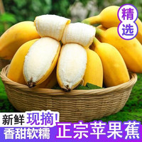 移动专享、移动端：正宗苹果蕉 国产新鲜水果青蕉 皮薄香甜软糯