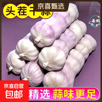 金乡 大蒜 精装出口蒜 3.7斤 中果直径4cm 网袋